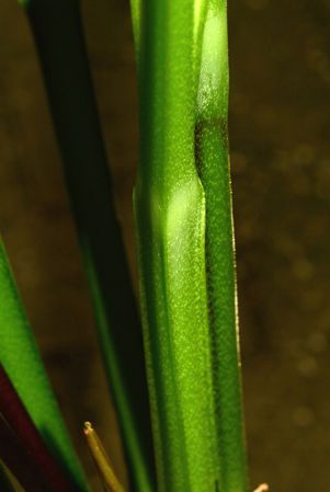 Pictured in the Botanischer Garten München (Germany) Image Copyright © 2016 by David Scherberich