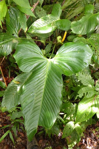 文件:AnthpanduriformeBD 05.jpg