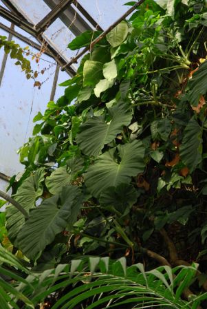 Pictured in the Botanischer Garten der Universitat Göttingen (Germany) Image Copyright © 2011 by David Scherberich