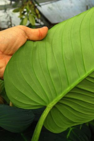 Croat 104563 from Carchi, Ecuador Pictured at the Jardin Botanique de Lyon (France) Image Copyright © 2014 by David Scherberich