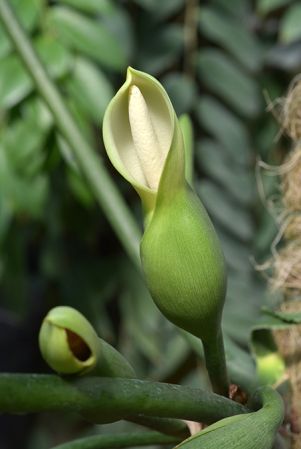 Pictured at the Jardin Botanique du Montet (Nancy, France) Image Copyright © 2021 by David Scherberich