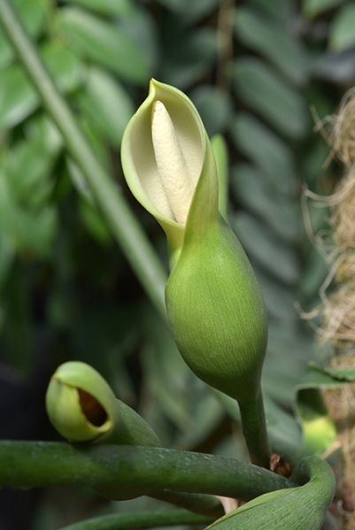 文件:PhilodistantilobumM 08.jpg