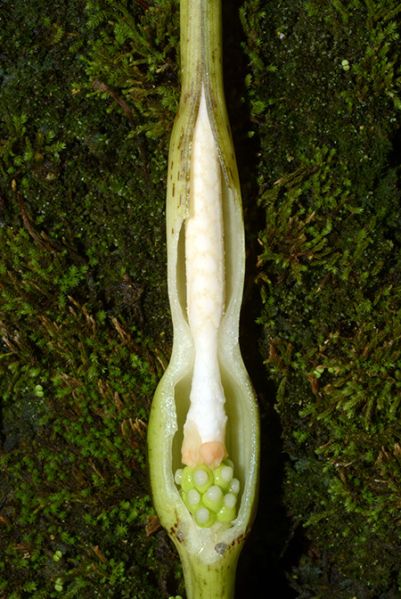 文件:Aloclauterbachiana 04.jpg