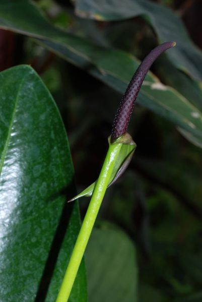 文件:Anthbinotii0 04.jpg