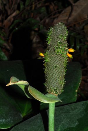 From Guadeloupe Pictured at the Jardin Botanique du Montet (Nancy, France) Image Copyright © 2013 by David Scherberich