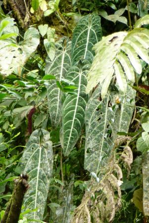 Pictured in Chocó, Colombia Image Copyright © 2015 by Bruce Dunstan