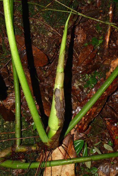 文件:Philoattenuatum 06.jpg