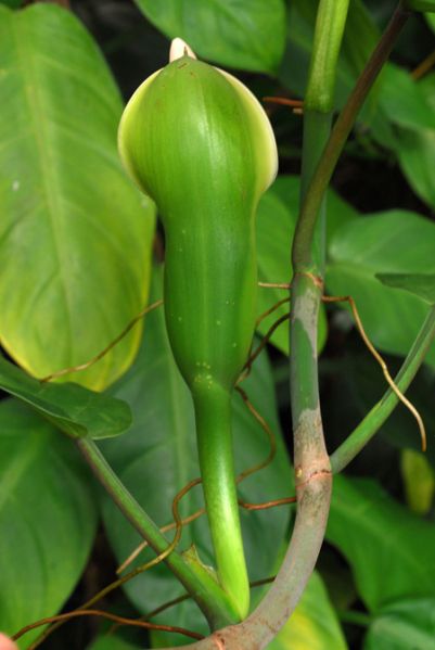文件:PhiloinconcinnumK 11.jpg