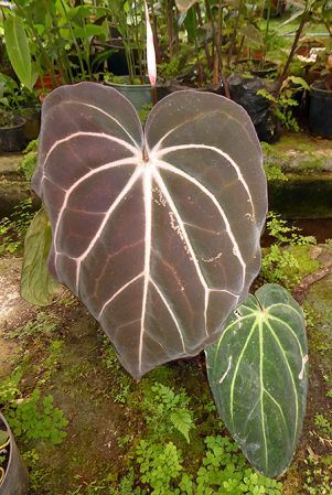 Pictured in cultivation in Volcan, Panama Image Copyright © 2016 by Bruce Dunstan