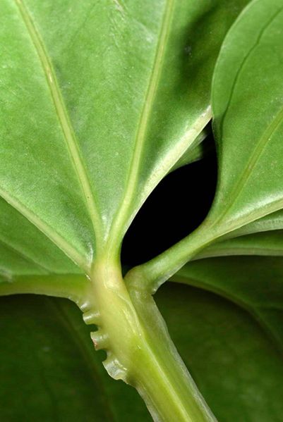 文件:Anthcerrocampanense 05.jpg