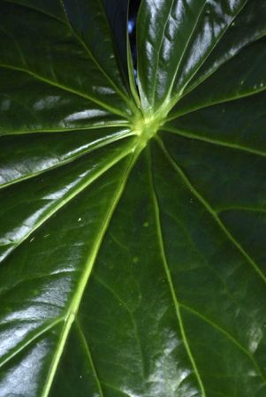 Pictured in Oaxaca, Mexico Image Copyright © 2020 by Fred Muller