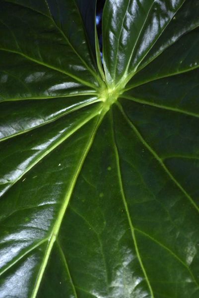 文件:AnthcerropelonenseFM 08.jpg