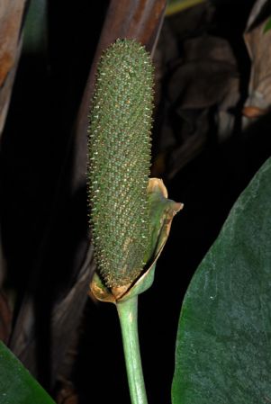 From Guadeloupe Pictured at the Jardin Botanique du Montet (Nancy, France) Image Copyright © 2013 by David Scherberich