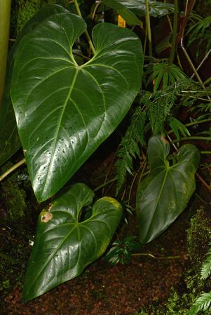 Pictured in the Botanischer Garten München (Germany) Image Copyright © 2016 by David Scherberich