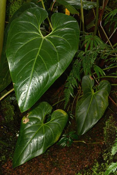 文件:AnthhumboldtianumM 01.jpg