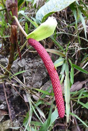 Pictured in Esmeraldas, Ecuador Image Copyright © 2017 by Bruce Dunstan