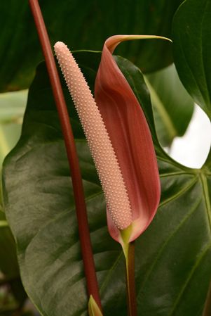 From Puntarenas (Costa Rica), pictured at the Jardin Botanique de Lyon (France) Image Copyright © 2017 by David Scherberich