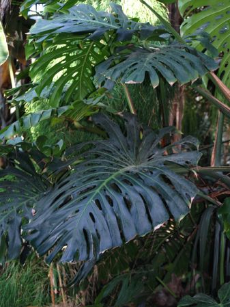 Pictured at the Jardin Botanique de Lyon (France) Image Copyright © 2007 by David Scherberich