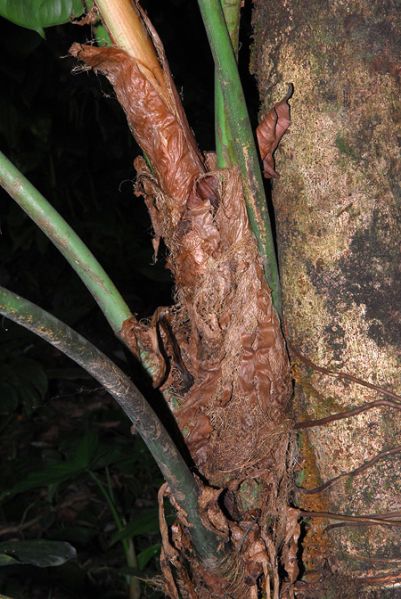 文件:Philoasplundii 10.jpg