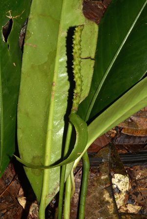 Croat 105877 pictured in Yasuni National Park (Orellana, Ecuador) Image Copyright © 2015 by David Scherberich