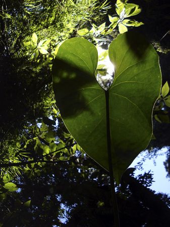 Pictured in Guatemala Image Copyright © 2009 by Fred Muller