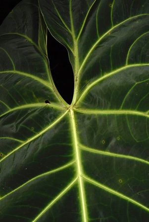 Pictured in Valle del Cauca, Colombia Image Copyright © 2020 by Fred Muller