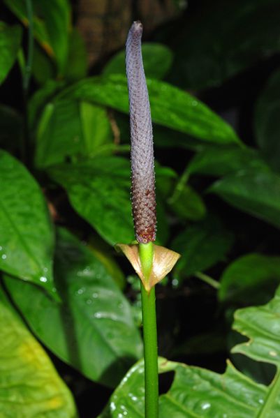 文件:Anthreflexinervium040430 03.jpg