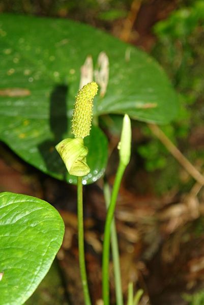 文件:AnthversicolorLN 02.jpg