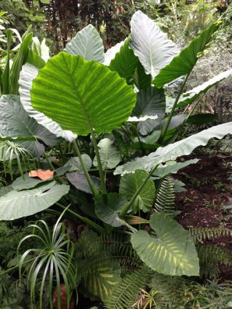 Pictured at the Jardin Botanique de Lyon (France) Image Copyright © 2014 by David Scherberich