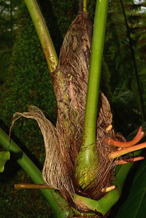 Pictured in the Botanischer Garten München (Germany) Image Copyright © 2016 by David Scherberich