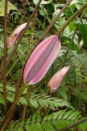 Pictured in Risaralda, Colombia Image Copyright © 2015 by Bruce Dunstan