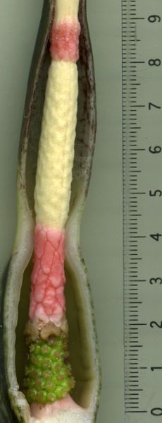 文件:Alocbrancifolia 06.jpg