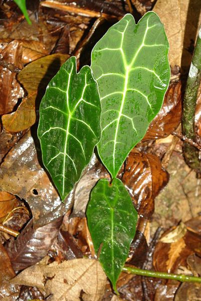 文件:AlocwatsonianaLN.jpg