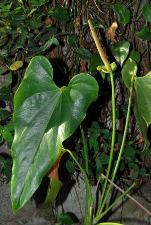 Pictured at the Jardín Botánico San Jorge (Ibagué, Colombia) Image Copyright © 2013 by David Scherberich