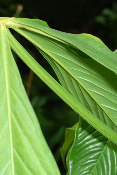 文件:Anthpseudoclavigerum 05.jpg