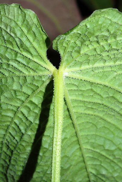 文件:Anthrugulosum011462 02.jpg