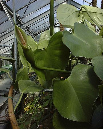 Pictured at the Jardin Botanique du Montet (Nancy, France) Image Copyright © 2009 by David Scherberich