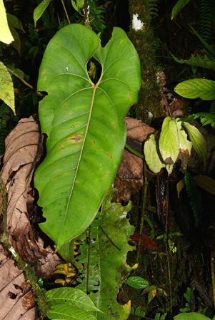 Croat 105671 pictured in the Cordillera de Cutucu, Morona Santiago (Ecuador) Image Copyright © 2015 by David Scherberich