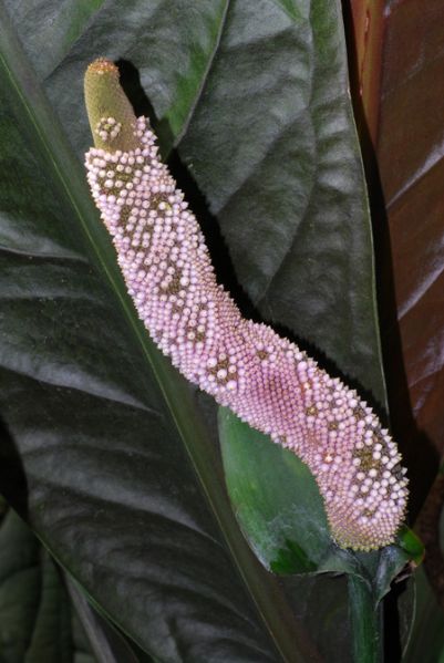 文件:Anthsuperbum 06.jpg