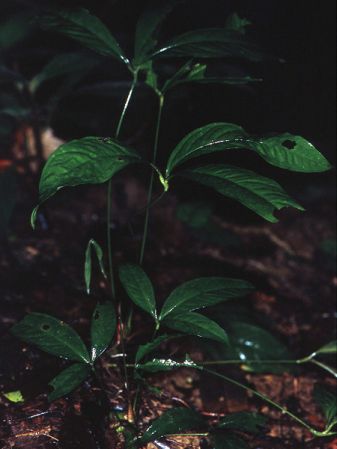 Pictured in French Guiana: Kaw Image Copyright © 2006 by David Scherberich