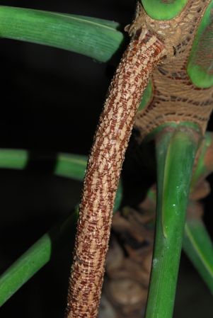 Mayo 707, pictured in Kew Botanic Gardens Images Copyright © 2005 by David Scherberich