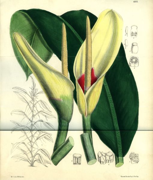 文件:PhiloglazioviiCBM.jpg