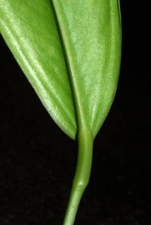 Croat 103856 from Caquetá, Colombia Pictured at the Jardin Botanique du Montet (Nancy, France) Image Copyright © 2014 by David Scherberich
