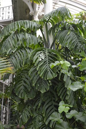 Pictured in Royal Botanic Gardens, Kew Image Copyright © 2016 by David Scherberich