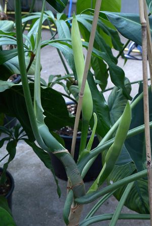 Pictured in Royal Botanic Gardens, Kew Image Copyright © 2015 by David Scherberich