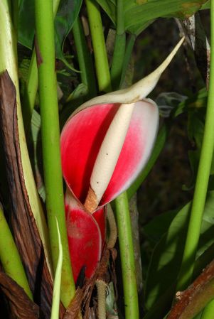 Croat 104453 pictured in Carchi, Ecuador Image Copyright © 2013 by David Scherberich