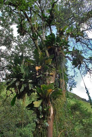 Pictured in Tolima, Colombia Image Copyright © 2013 by David Scherberich
