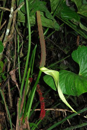 Pictured in Esmeraldas, Ecuador Image Copyright © 2013 by David Scherberich
