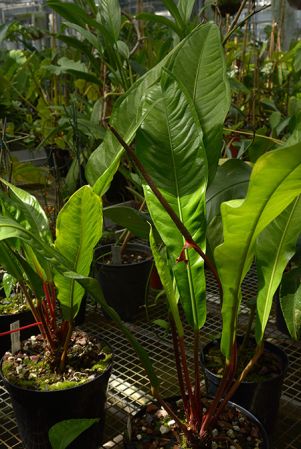 Harley 20301, pictured in Royal Botanic Gardens, Kew Image Copyright © 2018 by David Scherberich