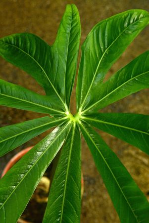 Croat 107040 from Huánuco, Peru, pictured at the Jardin Botanique du Montet (Nancy, France) Image Copyright © 2019 by David Scherberich